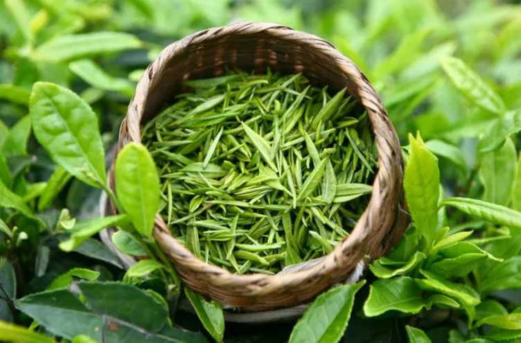 Hojas de té verde
